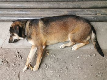 Side view of a dog sleeping