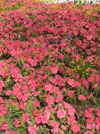 Full frame shot of pink flowers