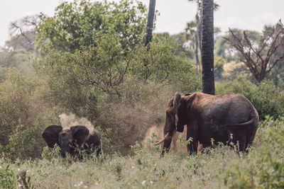 Elephant with calf dust bathing on field