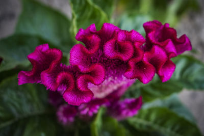 Close-up of purple flowers blooming outdoors