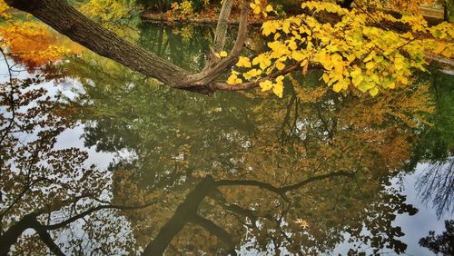 Reflection of trees in water