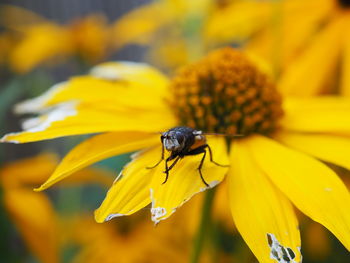 Close-up of insect on yellow flower