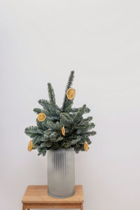 Fir branches decorated with dry oranges in a vase over a white wall. 