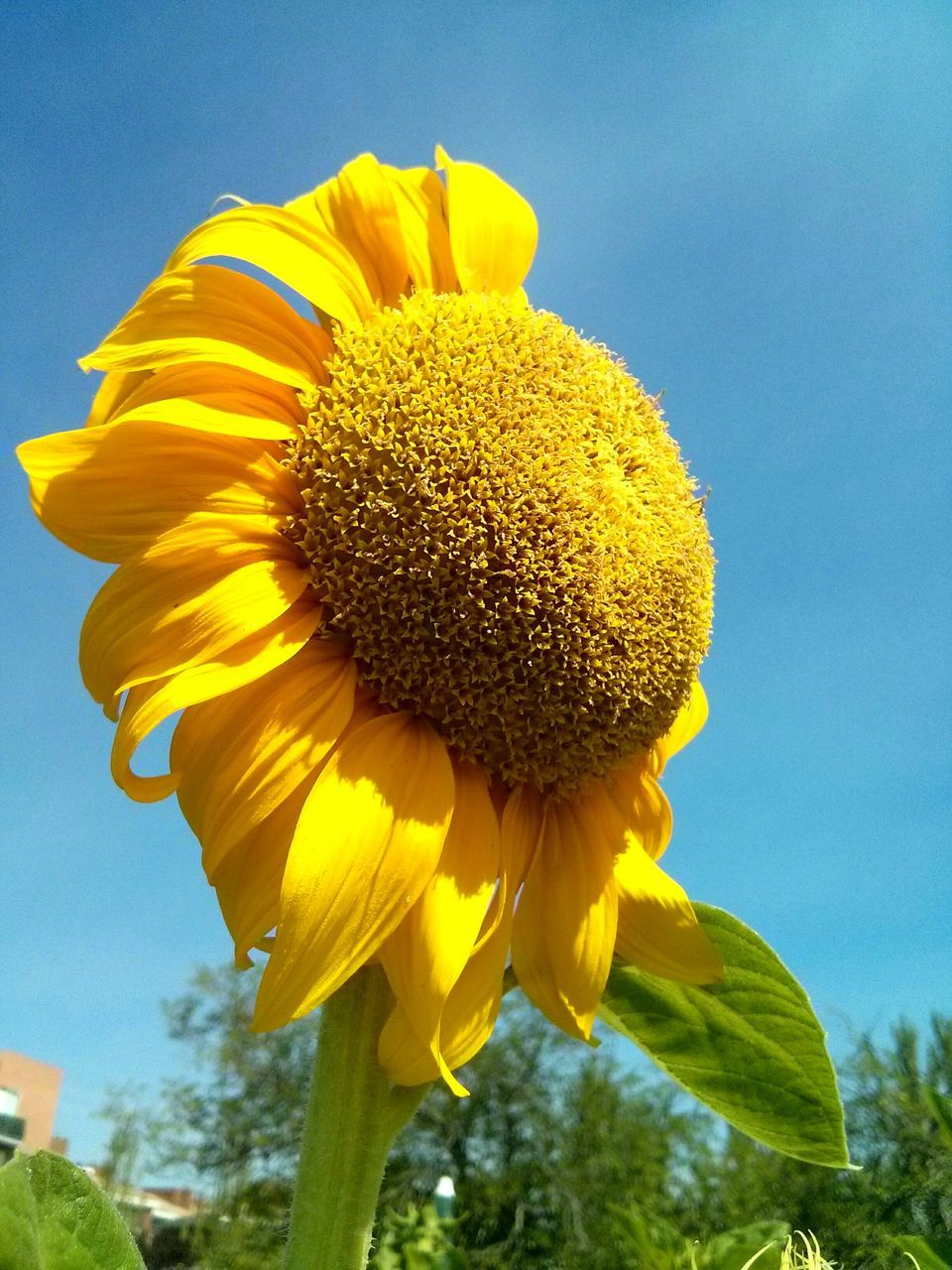 flower, yellow, freshness, sunflower, fragility, growth, flower head, petal, beauty in nature, low angle view, blooming, blue, nature, sky, clear sky, pollen, single flower, plant, close-up, in bloom