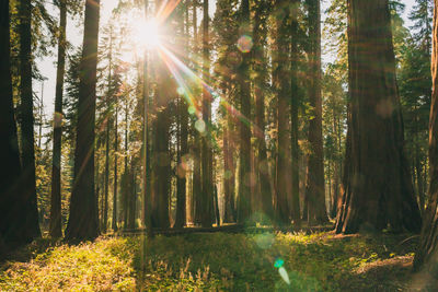 Sunlight streaming through trees in forest