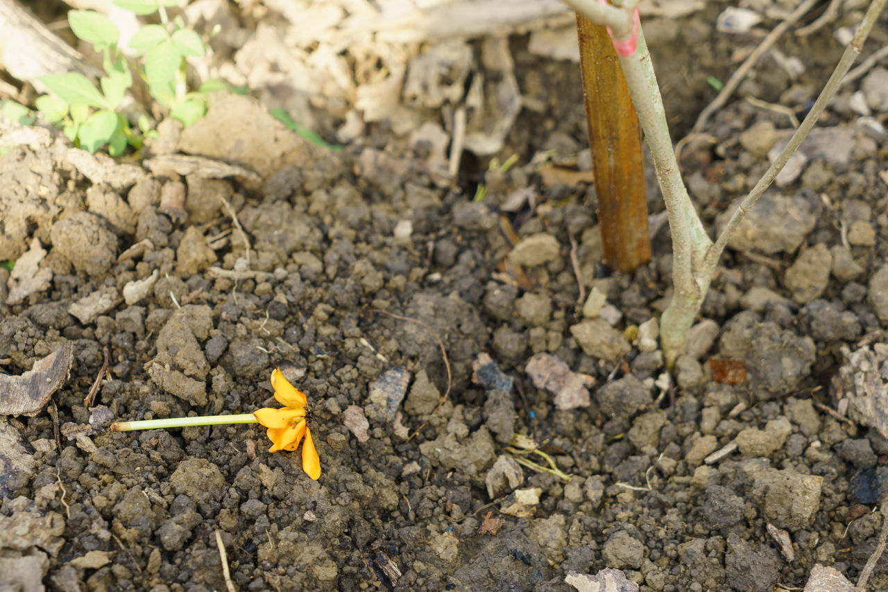 HIGH ANGLE VIEW OF YELLOW FLOWER ON ROCK