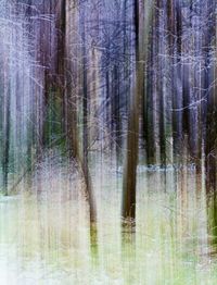 Trees in forest