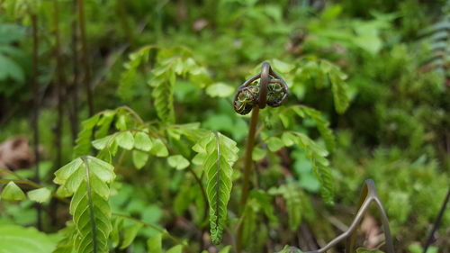 Close-up of plants