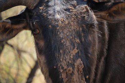 Close-up of horse