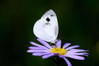 Close-up of butterfly pollinating on purple flower