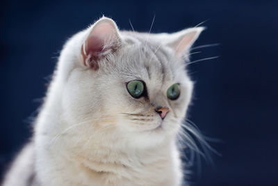 Adorable white british cat sits on black background. close up