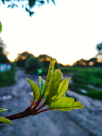 Close-up of plant against sky