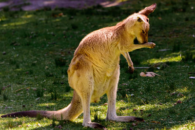 Close-up of goat standing on field