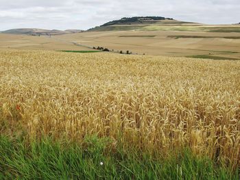 Scenic view of wheat field against sky