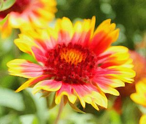 Close-up of yellow flower