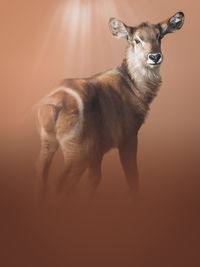 Portrait of deer standing against orange background