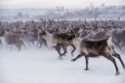 Deer on snow during winter