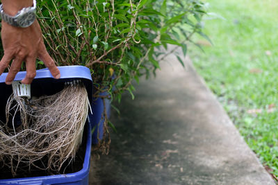 Midsection of man holding plants