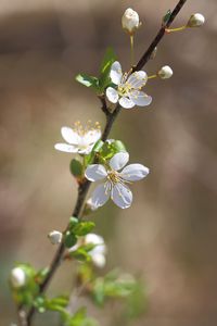 Close-up of white flowers