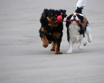 Dogs running on a land