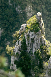 High angle view of trees growing on rocks