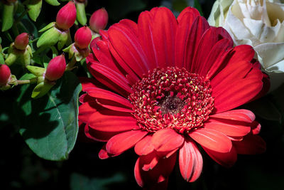 Close-up of red flower blooming outdoors