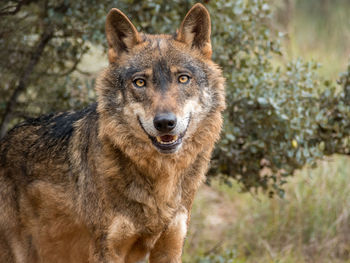 Portrait of wolf standing on field in forest