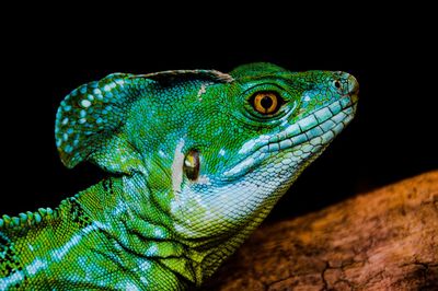 Close-up of lizard