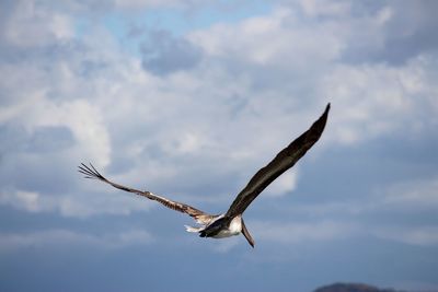 Low angle view of eagle flying in sky