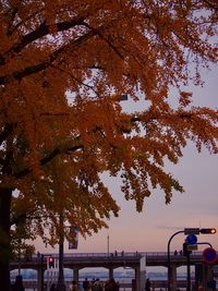 Trees in city against sky