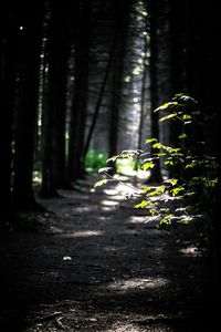 Footpath amidst trees in forest