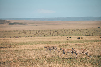 Scenic view of landscape