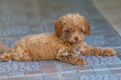 Portrait of puppy sitting on floor