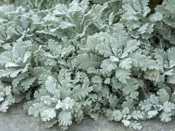 Closeup of silver lace tansy leaves tanacetum haradjanii, showing the unusual colour and texture