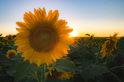 Close-up of sunflower against orange sky