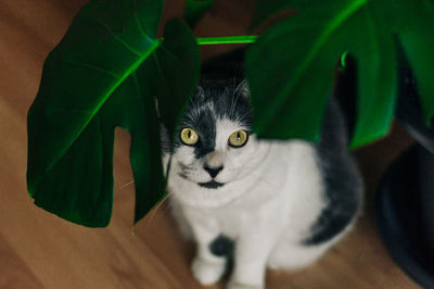 Portrait of cat with plant