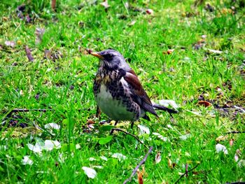 Close-up of bird perching on field