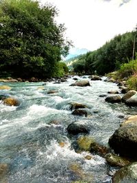 River flowing through forest