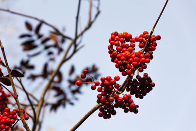 Low angle view of red berries on tree against sky