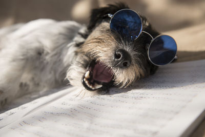 Close-up portrait of a dog at home