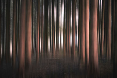 Full frame shot of trees in forest