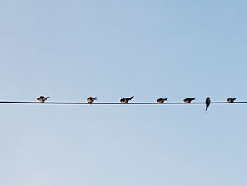 Low angle view of birds perching on cable against sky