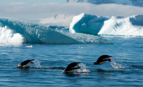 Ducks swimming in sea