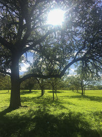 Trees on field against sky