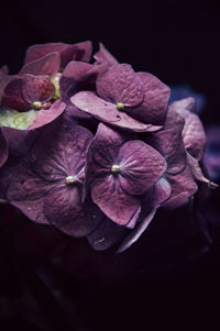 Close-up of flower against blurred background