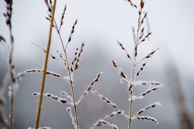 Close-up of snow covered plant against sky