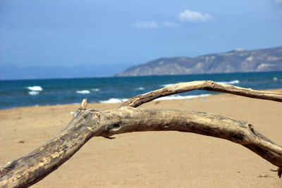Driftwood on shore