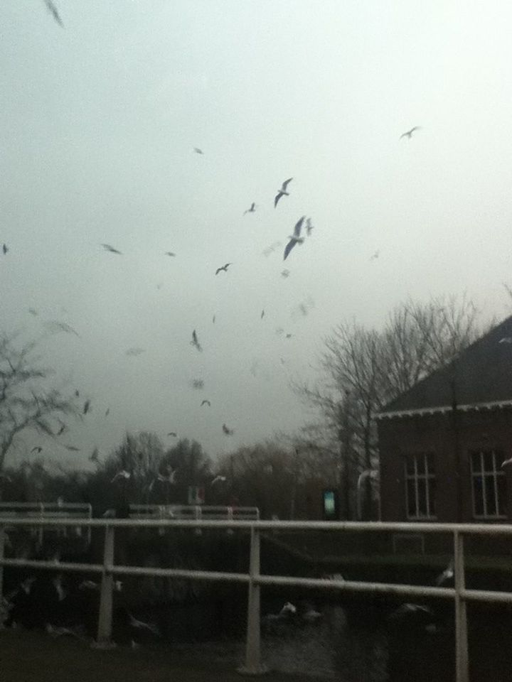 BIRDS FLYING AGAINST SKY