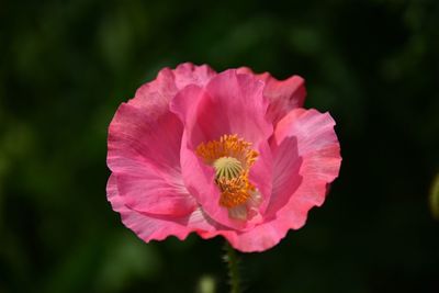 Close-up of pink flower