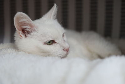 Close-up of a white cat